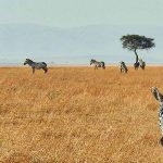 Zambia’s Eco-Friendly Puku Ridge Camp Reopens at the Birthplace of the Walking Safari